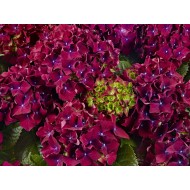 Гортензия Hydrangea Royal Red Lila